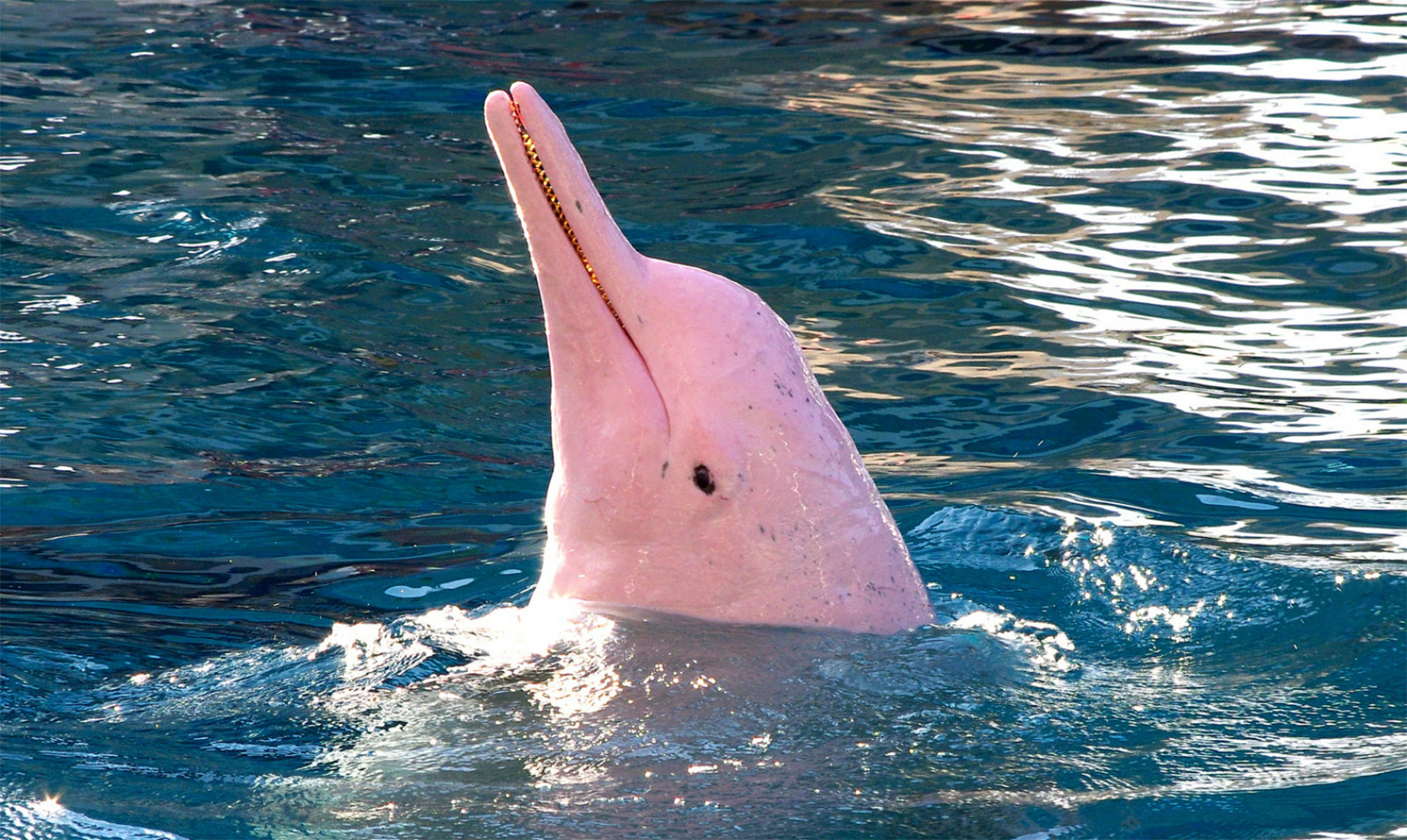Delfines rosados